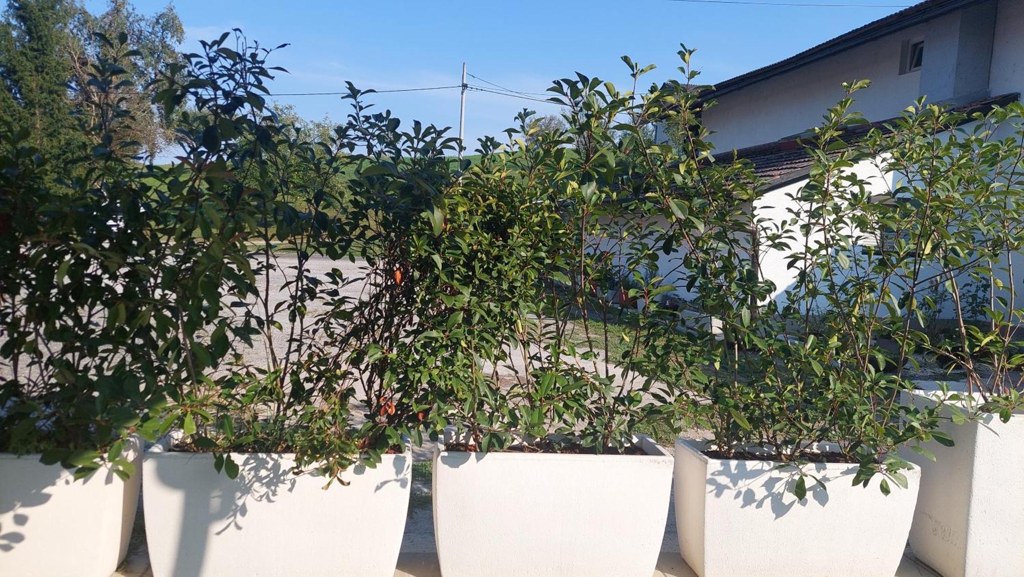 Kod Ane Apartment Belavici Exterior photo